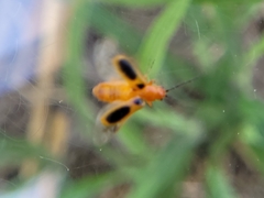 Phyllobrotica sororia