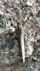 Tropidacris