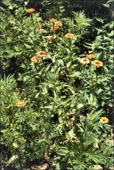 Zinnia peruviana