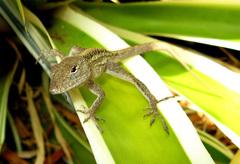 Anolis sagrei