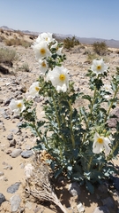 Argemone corymbosa
