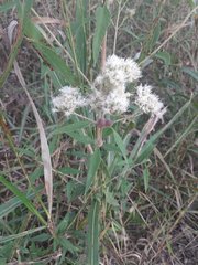 Austroeupatorium inulifolium