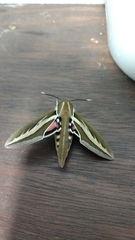 Hyles euphorbiarum