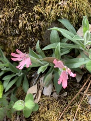 Silene hookeri