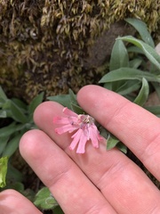 Silene hookeri