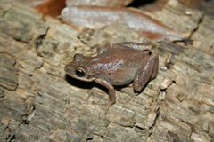 Pseudacris collinsorum