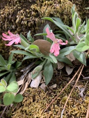 Silene hookeri
