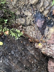 Eurycea chamberlaini