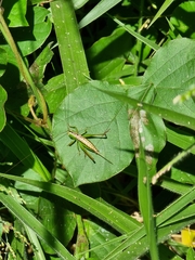 Conocephalus semivittatus