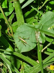 Conocephalus semivittatus