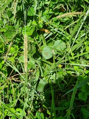 Conocephalus semivittatus