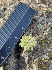 Chorizanthe minutiflora