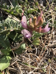 Astragalus plattensis
