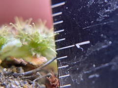 Chorizanthe minutiflora