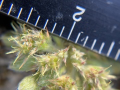 Chorizanthe minutiflora