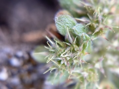 Chorizanthe minutiflora