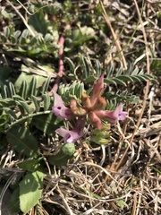 Astragalus plattensis