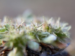 Chorizanthe minutiflora
