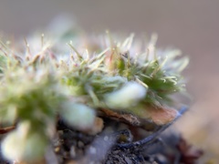Chorizanthe minutiflora