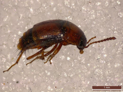 Tachyporus dispar