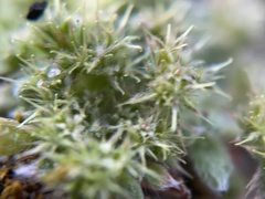 Chorizanthe minutiflora