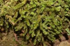 Ptychomnion aciculare