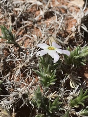Phlox hoodii canescens