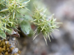 Chorizanthe minutiflora