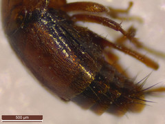 Tachyporus dispar