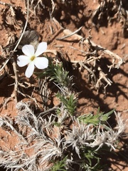 Phlox hoodii canescens
