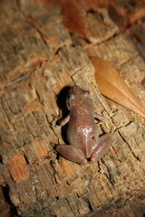 Pseudacris collinsorum