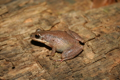 Pseudacris collinsorum