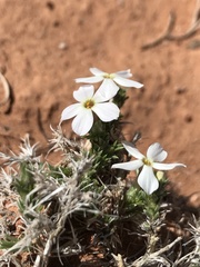 Phlox hoodii canescens