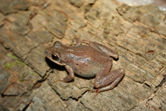 Pseudacris collinsorum
