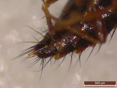 Tachyporus dispar