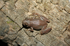 Pseudacris collinsorum