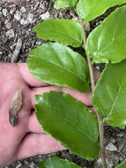 Phyllostylon brasiliense