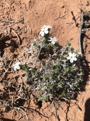 Phlox hoodii canescens