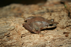 Pseudacris collinsorum