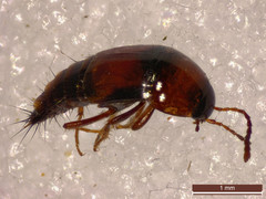 Tachyporus dispar