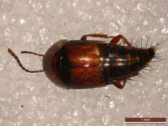 Tachyporus dispar