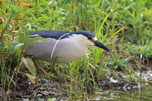 Black-crowned Night Heron photographed in Maryland