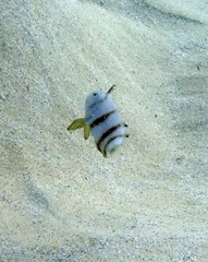 Iniistius aneitensis