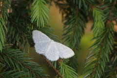 Scopula floslactata