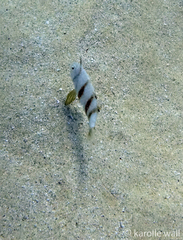 Iniistius aneitensis