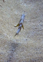 Iniistius aneitensis