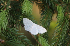 Scopula floslactata