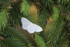 Scopula floslactata