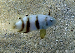 Iniistius aneitensis