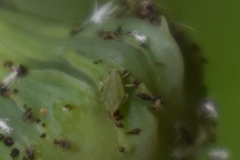 Hyperomyzus lactucae